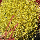 黄色いコキアの写真